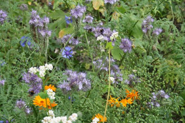 Gemeinde fördert Entstehung von Blühflächen